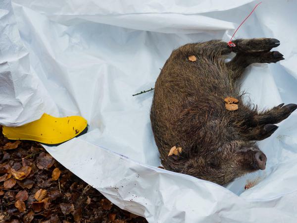 Totes Wildschwein: Wegen der Schweinepest nehmen Länder wie China derzeit kein Schweinefleisch aus Deutschland ab. 