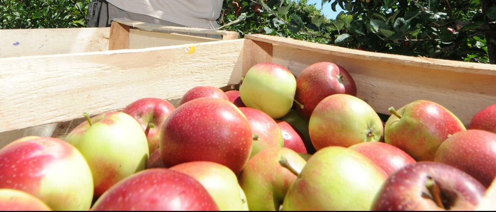 Zurzeit sind geschätzt 1,2 Millionen Tonnen Äpfel zu viel auf dem Markt. Vor allem aus Polen, das nicht mehr an Russland liefern kann.