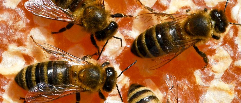 Bienen arbeiten auf ihren Waben. 