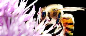 Bedrohte Tierart: Die Bundesregierung will Insekten schützen, indem weniger Pestizide eingesetzt und die Schutzgebiete ausgedehnt werden. 