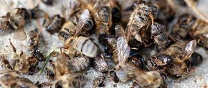 Abgestürzt. In den vergangenen Jahren ist die Bienenpopulation in Europa um bis zu 30 Prozent gesunken.