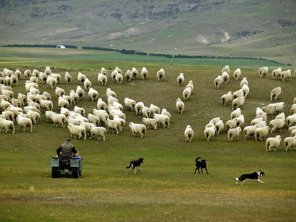 Aus Neuseeland importiert die EU zum Beispiel Schafsfleisch.