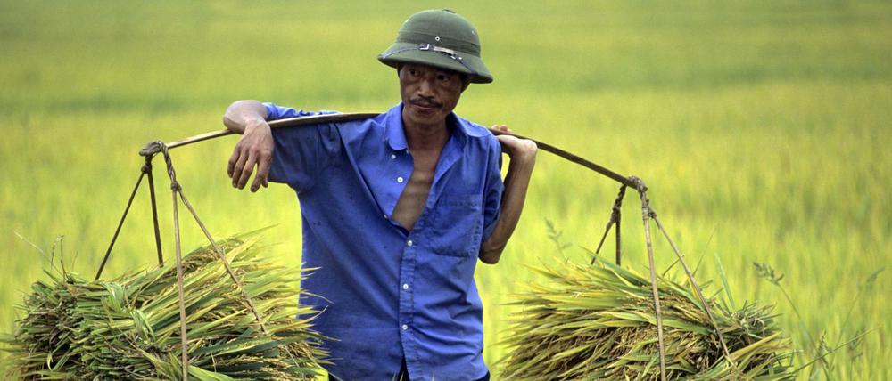 Reisbauern, wie hier in Vietnam, werden von den Konzernen geschult. 