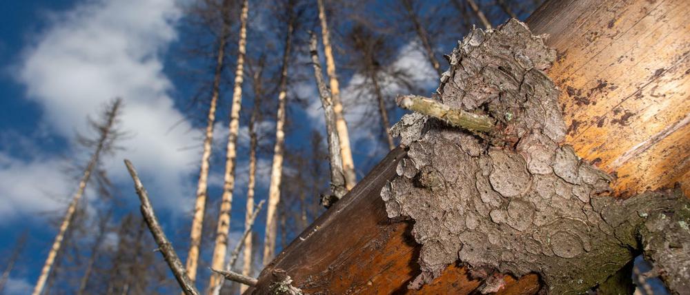 Totes Holz. Diese Fichte ist dem Borkenkäfer zum Opfer gefallen, so wie viele andere Bäume auch. 