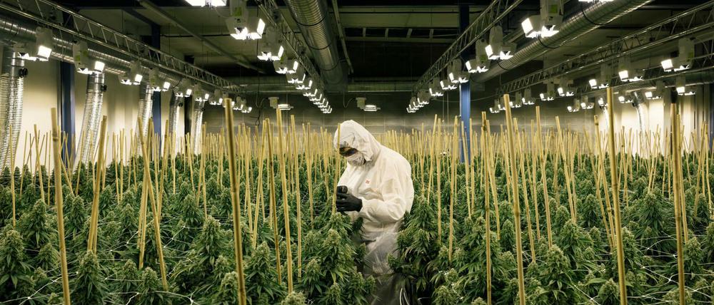 Cannabis-Anbauanlagen wie diese in der Schweiz könnte es auch in Deutschland bald vermehrt geben. 