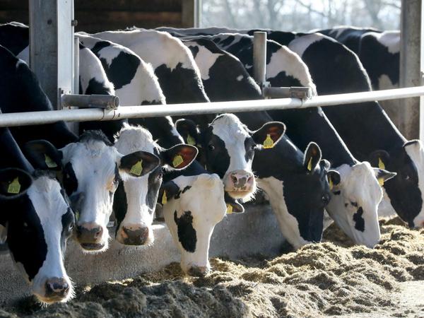 Viele geben auf. Auch Milchbauern leiden unter der Preiskrise. 