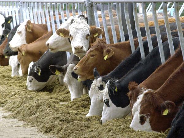 "Rinder müssen mit je eineinhalb Quadratmetern Platz im Transporter auskommen", sagt Thomas Schröder vom Tierschutzbund.