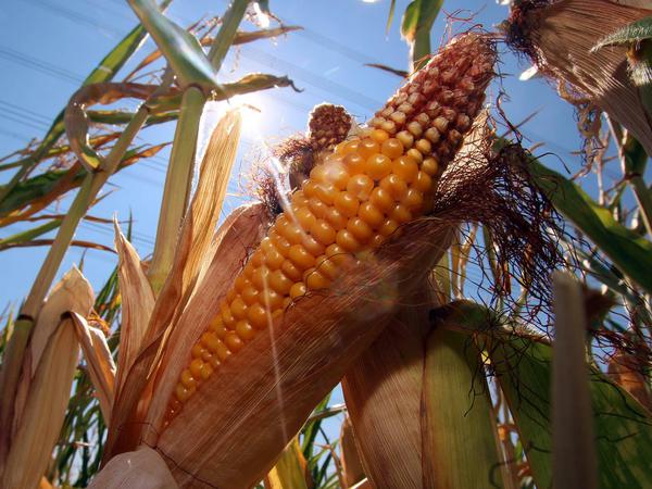 Klimaopfer: Dürre und Hitze setzen der Landwirtschaft zu. Klöckner hält neue, widerstandsfähige Züchtungen für nötig. 