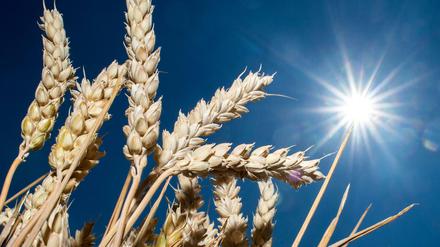 Teure Körner: Weizen kostet heute mehr als Doppelte verglichen mit Juli 2021.