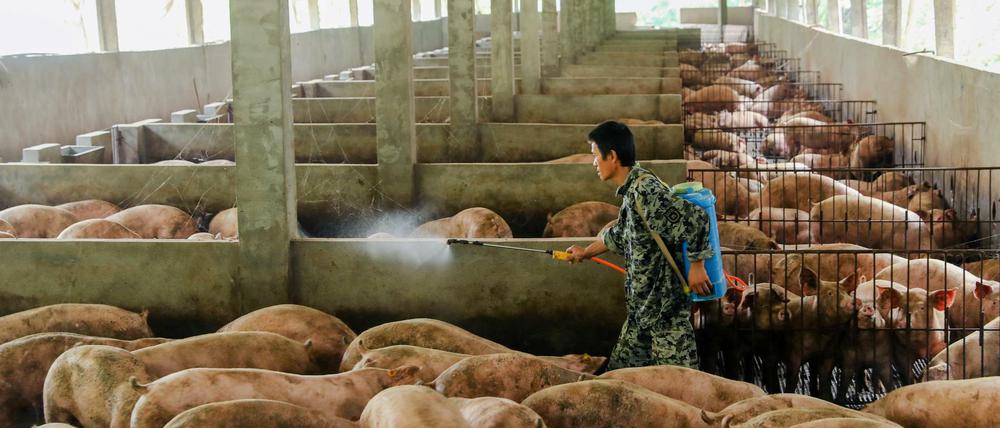 Vorsichtsmaßnahme: Ein Arbeiter desinfiziert einen Schweinestall in Guangan in der Provinz Sichuan.