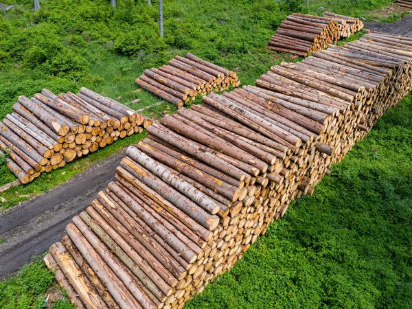 Gefragter Rohstoff: Die Holzpreise sind explodiert. 