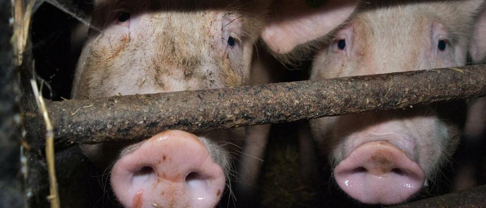 Nicht infiziert: Hausschweine sind bislang nicht betroffen, dennoch bekommen Bauern weniger Geld für sie. 
