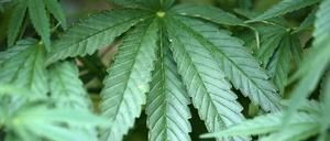 Auch in Deutschland soll Cannabis für den medizinischen Bedarf bald angebaut werden.