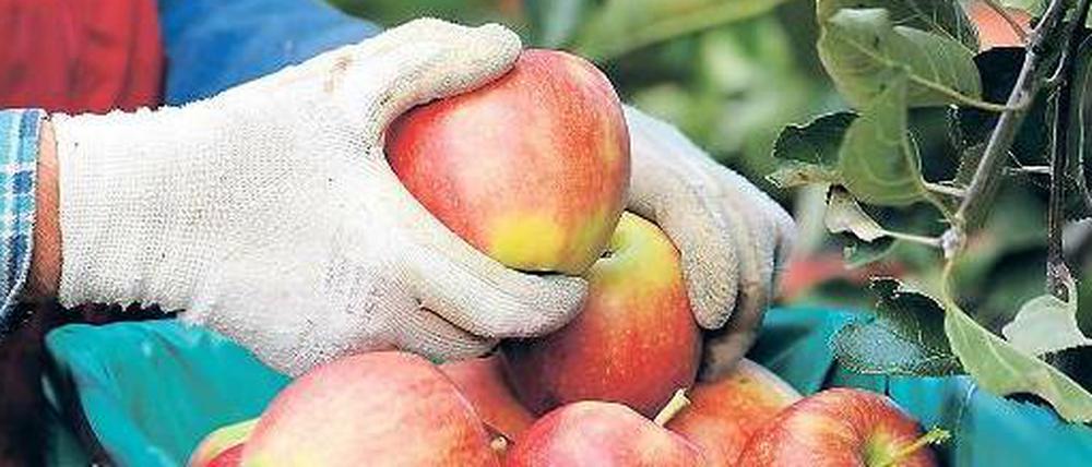 Reife Früchte. Sieben Prozent der in der EU angebauten Äpfel gingen 2013 nach Russland.