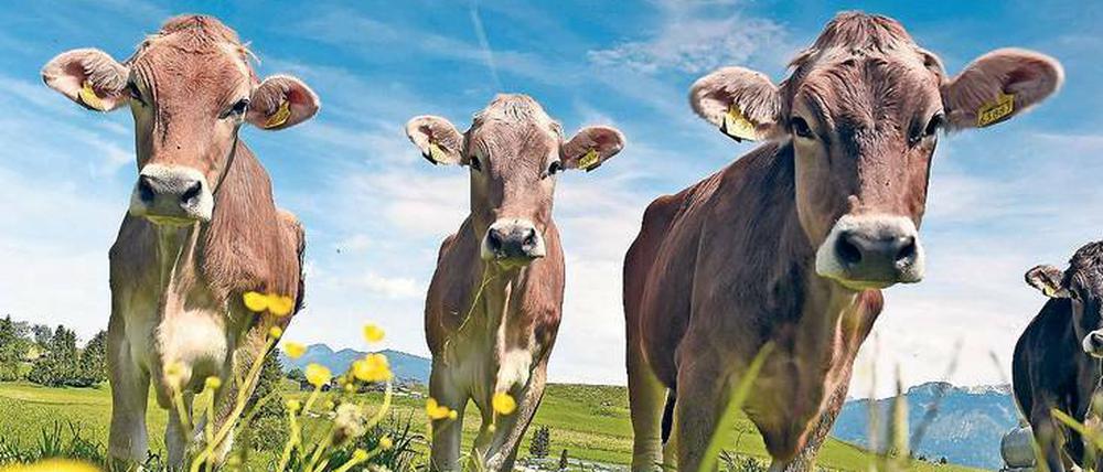 Das Ideal. Kühe stehen nur selten auf der Weide. Selbst bei Weidemilch dürfen sie gentechnisch verändertes Futter bekommen. 