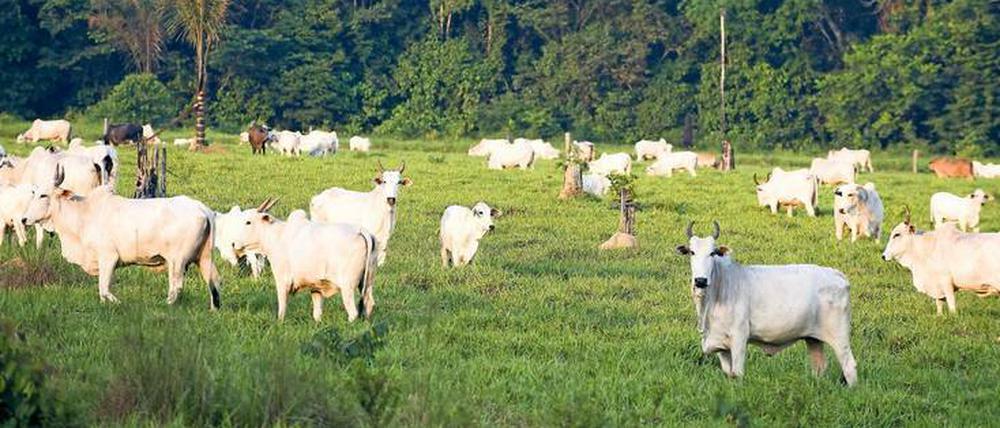 Erst kommen die Rinder, dann die Holzfäller und schließlich die Soja-Farmer oder Zuckerrohr-Plantagen. Das Foto zeigt eine Rinderherde in einem Schutzgebiet im brasilianischen Bundesstaat Para. 