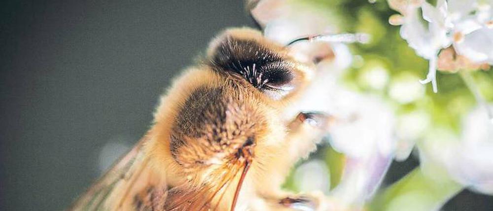 Eine Blüte der Spanischen Minze liefert einer Honigbiene Nektar.