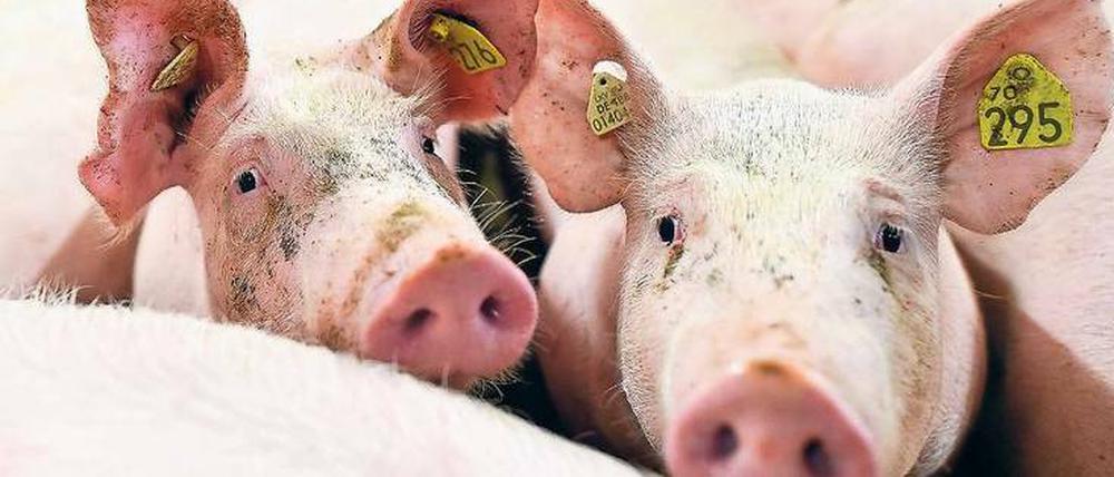 Für Schweine soll das neue Label des Agrarministeriums zuerst gelten.