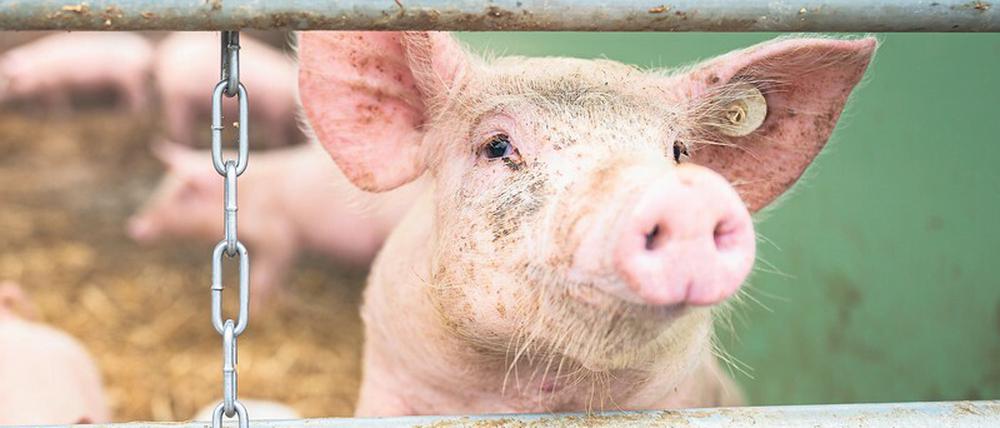 Gut gehalten? Dieses Schwein lebt auf einem Bio-Bauernhof, bevor es geschlachtet wird. 