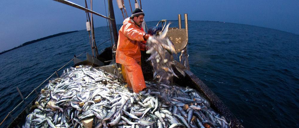 Die Ostsee-Fischer dürfen im nächsten Jahr mehr Hering fangen.