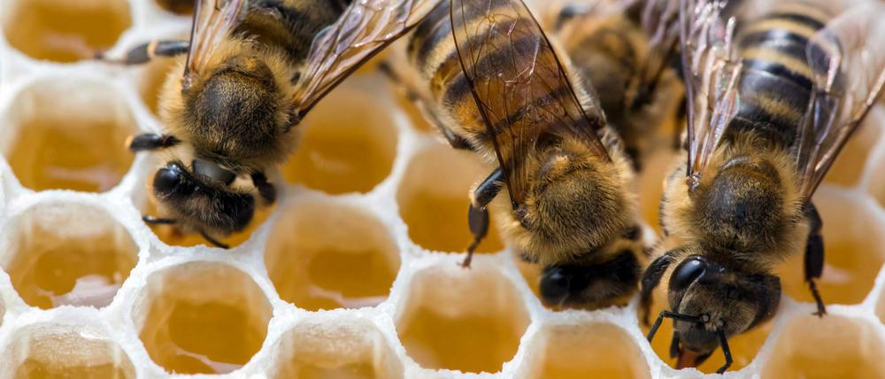 Bedrohte Tierart: In Deutschland gibt es immer weniger Bienenvölker. 