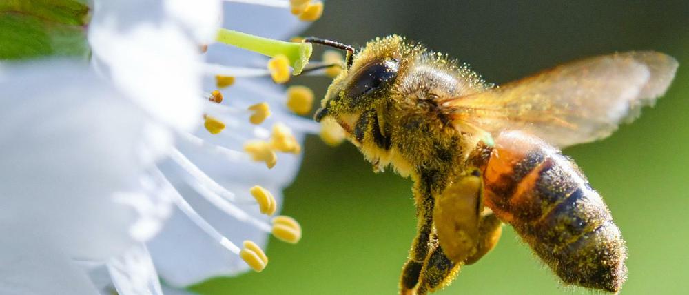 Honigbienen werden von Glyphosat geschädigt. 
