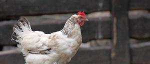 Streit ums Huhn: Bringt uns TTIP Chlorhühnchen nach amerikanischer Art?