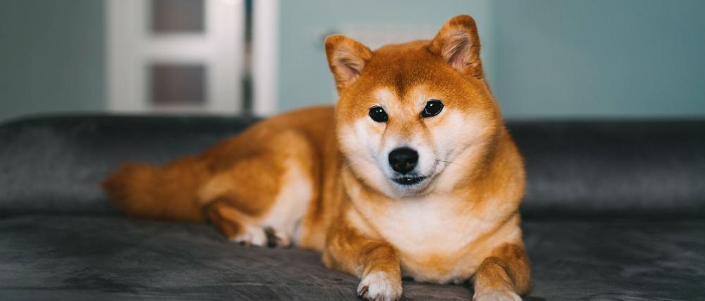 Bilder von Shiba Inu-Hunden inspirierten das Doge-Meme.