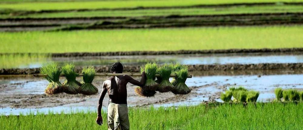 Ausreichend bezahlbare Lebensmittel sind für Indien ein großes Problem. Kein anderes Land hat so viele unterernährte Kinder - und das trotz eines rasanten Wirtschaftswachstums.