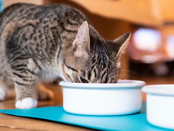 Mahlzeit: Haustiere wollen fressen, spielen, schlafen. Die Heimtierbranche setzt Milliarden um. 