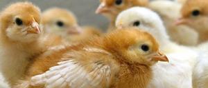 Männliche Hühnerküken werden in der Geflügelindustrie aus ökonomischen Gründen kurz nach dem Schlüpfen getötet.