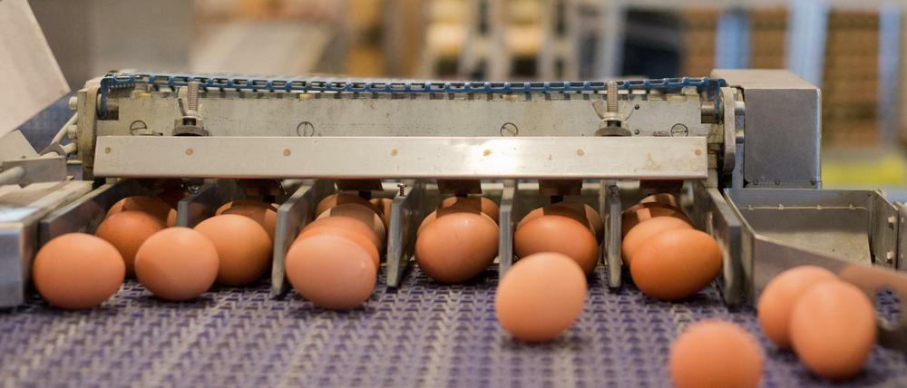 Für gekochte Eier und eihaltige Waren gibt es keine Kennzeichnungspflicht. Nordrhein-Westfalen und Rheinland-Pfalz wollen das ändern und haben einen Antrag im Bundestag eingebracht.