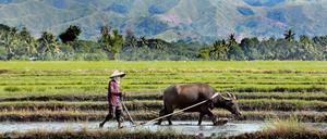 Auf den Philippinen werden zum Beispiel Reisbauern geschult. Statt ökologisch nachhaltiger Anbaumethoden lernen sie Pestizide kennen.