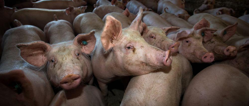 Kein Platz: 590.000 Schweine stauen sich in den Ställen, weil die Schlachthöfe weniger schlachten. 
