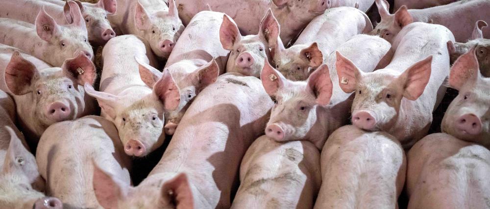 Eine Gruppe von Schweinen in einem Mastbetrieb.