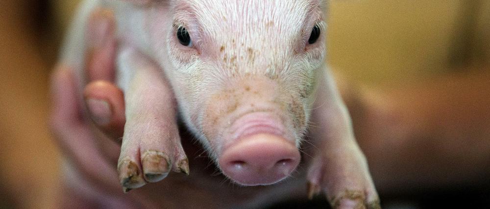 Armes Schwein: Ferkel werden früh um ihre Ringelschwänze und ihre Männlichkeit gebracht. 