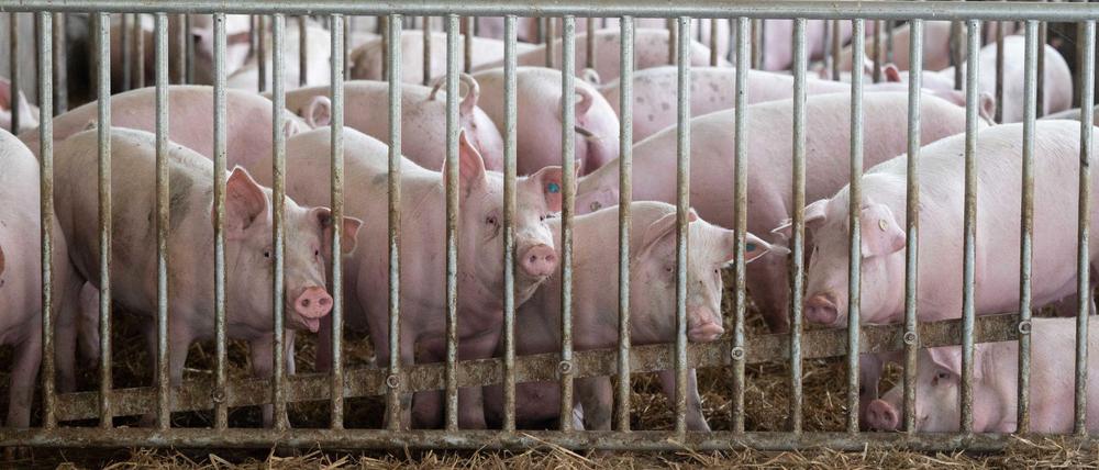 Schweinehaltung: Es geht auch anders. Aber größere Ställe oder Auslauf gibt es nicht zum Nulltarif. 