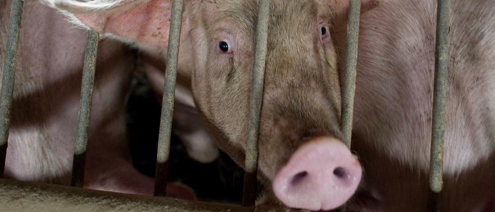 Länger leben viele Schweine in diesen Wochen, weil der Ausfall des Tönnies-Schlachthofs in Rheda-Wiedenbrück von anderen Betrieben nicht kompensiert werden kann. 