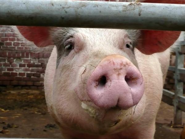 Wie viel ist ein Schwein wert? Die Bauern bekommen wenig für ihre Tiere. 