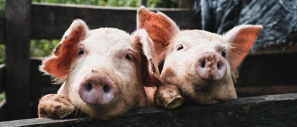 Eine Frage der Haltung: Bio-Fleisch ist deutlich teurer als konventionelle Ware, aber immer mehr Bundesbürger sind bereit, mehr Geld für mehr Tierwohl auszugeben.