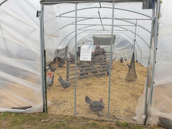 Camping wider Willen: Auf der Domäne Dahlem leben die Hühner jetzt im Zelt.