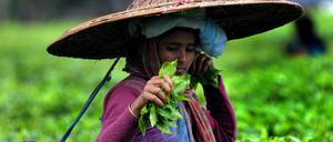 Eine Teepflückerin mit traditioneller Kopfbedeckung arbeitet auf einer Teeplantage im indischen Bundesstaat Assam.