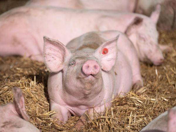 Schweine sollen es besser haben: Damit der Staat den Landwirten Geld gibt, müssen die Tiere mindestens Kontakt zur Außenwelt, besser aber Auslauf haben. 