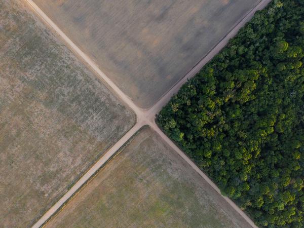 Was vom Regenwald übrig blieb: Brasilien rodet große Flächen, um Soja anzubauen. 