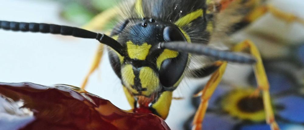 Eine Gemeine Wespe (Vespula vulgaris) hat sich auf einem Teller mit Marmelade niedergelassen. (Archivbild)