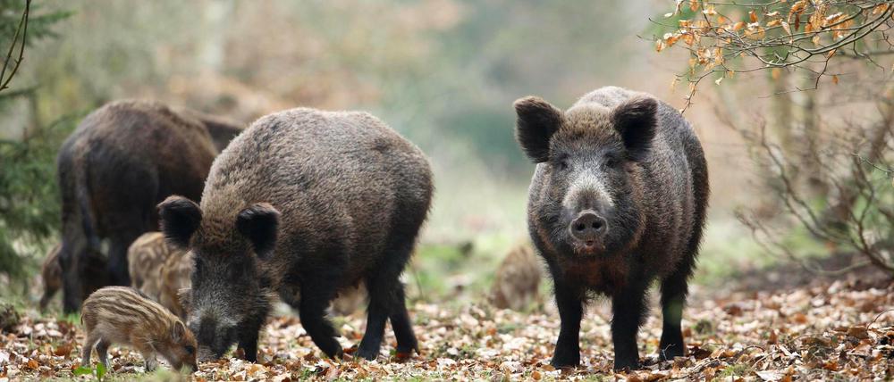 Auf der Abschussliste: Wildschweine sind Überträger der Afrikanischen Schweinepest und werden deshalb jetzt verstärkt gejagt. 