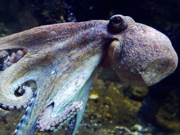 Ein Oktopus schwimmt in einem Aquarium im westfranzösischen Le Croisic.