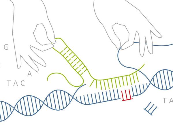Mit der "Crispr"-Technik, einer Art Genschere, lassen sich an jeder beliebigen Stelle im Erbgut DNS-Stücke einsetzen oder herausschneiden. 