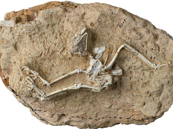 Das ungewöhnlich gut erhaltene Fossil von Miosurnia diurna, der evolutiv frühesten tagaktiven Eulenart. 