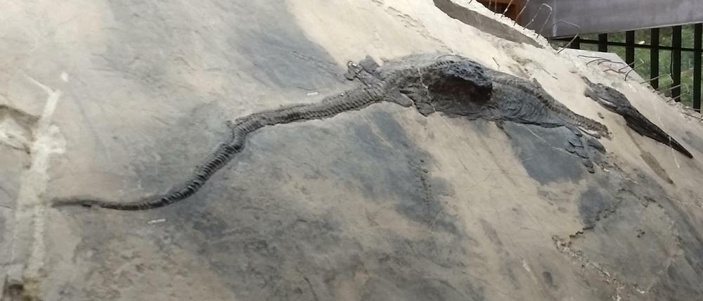 Der Mageninhalt des Ichthyosauriers ist als Block sichtbar, der aus seinem Körper herausragt.